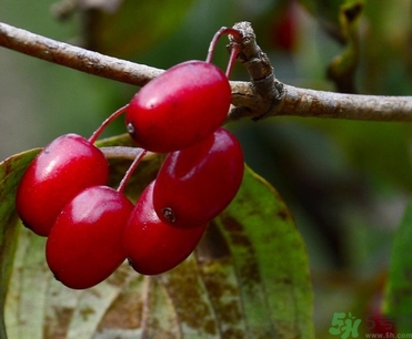 茱萸是什么？重陽節(jié)為什么要插茱萸？