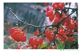 茱萸是什么？重陽節(jié)為什么要插茱萸？