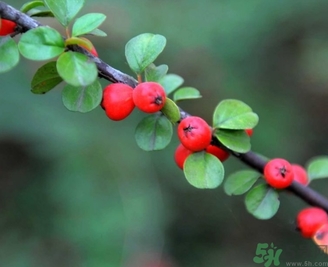 茱萸是什么？重陽節(jié)為什么要插茱萸？