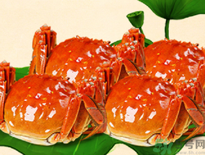 梭子蟹和大閘蟹的區(qū)別？梭子蟹和大閘蟹哪個(gè)好？