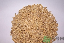 麥芽可退奶還是發(fā)奶？麥芽的功效與作用
