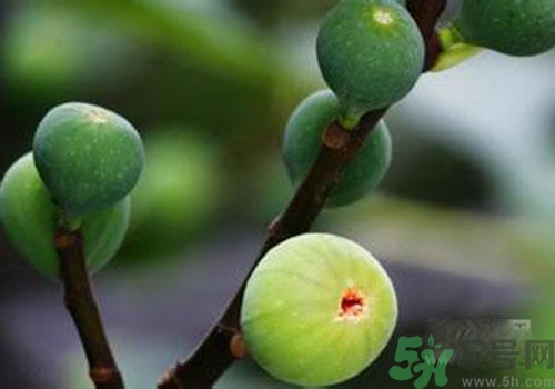 吃無花果會過敏嗎？吃無花果干會過敏嗎？