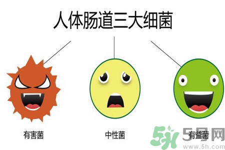 引起腸道老化的原因是什么？四種人腸道老化快
