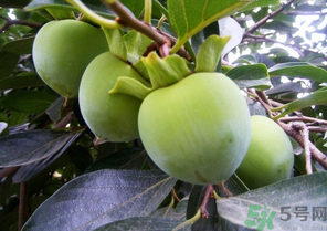 青柿子怎么吃？青柿子能吃嗎？