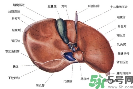 男性護(hù)肝的方法有哪些？養(yǎng)肝護(hù)肝必吃3大營(yíng)養(yǎng)素