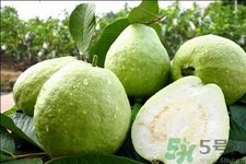 芭樂(lè)怎么吃？芭樂(lè)的營(yíng)養(yǎng)價(jià)值與功效