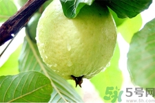 芭樂(lè)怎么吃？芭樂(lè)的營(yíng)養(yǎng)價(jià)值與功效