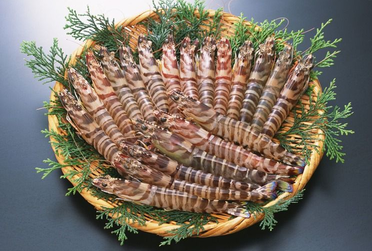 海蝦煮多長時間熟？海蝦怎么煮？