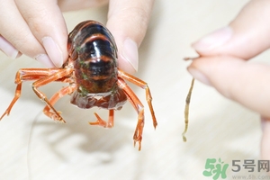 活蝦怎么處理干凈蝦線？活蝦怎么去蝦線？