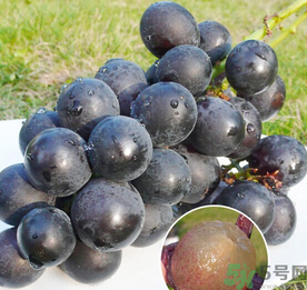 巨峰葡萄怎么保存？巨峰葡萄可以放多久？