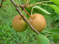 孕婦能吃南國(guó)梨嗎？南國(guó)梨孕婦可以吃嗎？