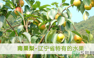 孕婦能吃南國(guó)梨嗎？南國(guó)梨孕婦可以吃嗎？