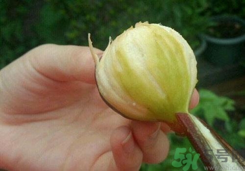 吃無花果要?jiǎng)兤?？吃無花果皮有什么好處？