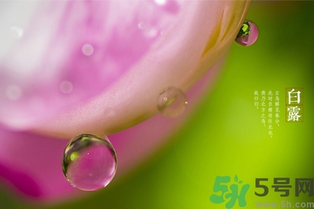 白露節(jié)吃什么？白露節(jié)的傳統(tǒng)美食有哪些？