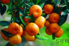 橘子可以多吃嗎？橘子吃多了會(huì)怎樣？