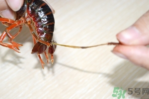 活蝦怎么處理干凈蝦線？活蝦怎么去蝦線？