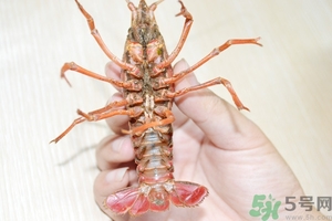 活蝦怎么處理干凈蝦線？活蝦怎么去蝦線？