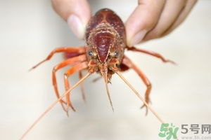 活蝦怎么處理干凈蝦線？活蝦怎么去蝦線？