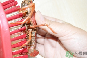 活蝦怎么處理干凈蝦線？活蝦怎么去蝦線？