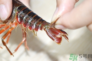 活蝦怎么處理干凈蝦線？活蝦怎么去蝦線？