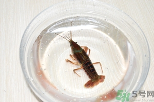 活蝦怎么處理干凈蝦線？活蝦怎么去蝦線？