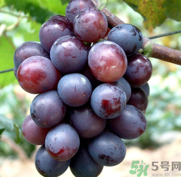 巨峰葡萄怎么有酒味？葡萄有酒味還能吃嗎？