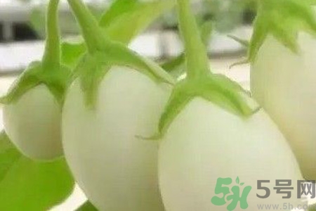 蛋樹是什么？蛋樹可以吃嗎？