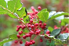 花椒可以治療打鼾嗎？花椒的好處有哪些？