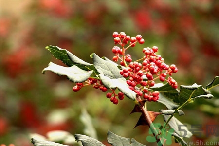花椒可以治療打鼾嗎？花椒的好處有哪些？