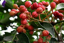 花椒可以治療打鼾嗎？花椒的好處有哪些？