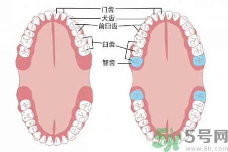 多少歲開始長智齒？智慧牙長到多少歲？