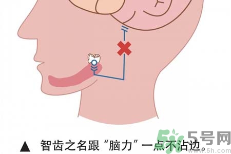 多少歲開始長智齒？智慧牙長到多少歲？