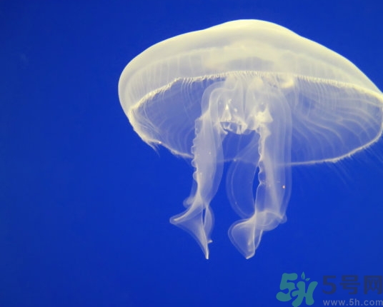 海蜇是水母嗎？海蜇和水母的區(qū)別
