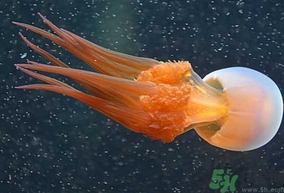 海蜇是發(fā)物嗎？手術(shù)后可以吃海蜇嗎？