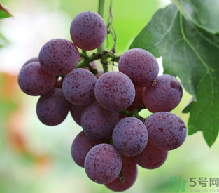 拉肚子能吃葡萄嗎？拉肚子吃什么食物好？