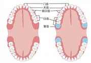 智齒橫著長怎么辦？智齒橫著長一定要拔了嗎？