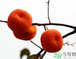 吃柿子會(huì)胖嗎？柿子吃多了會(huì)胖嗎？