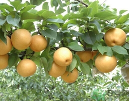 吃豐水梨的好處？豐水梨好吃嗎？