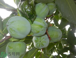 孕婦可以吃青柿子嗎？青柿子孕婦可以吃嗎？