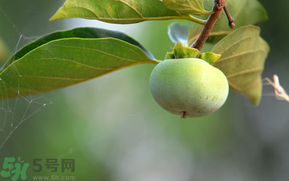 孕婦可以吃青柿子嗎？青柿子孕婦可以吃嗎？