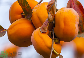 為何叫懶柿子？懶柿子的營養(yǎng)價值？