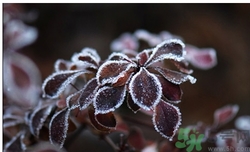 霜降為什么要吃柿子？霜降吃柿子有什么好處？