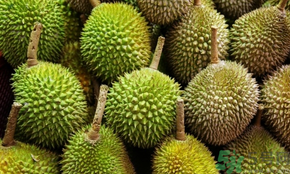榴蓮可以冷凍保存嗎？榴蓮放冰箱是冷藏還是冷凍？