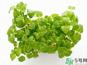 紫蘇葉是什么東西？紫蘇葉的功效與作用及禁忌