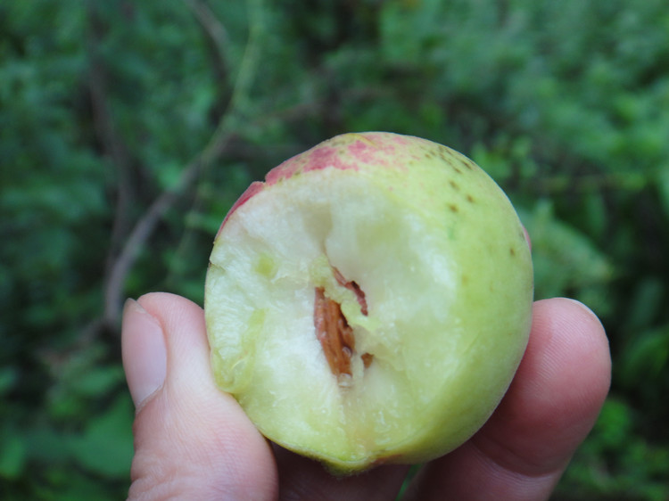 野桃子能吃嗎？野桃子核的功效與作用