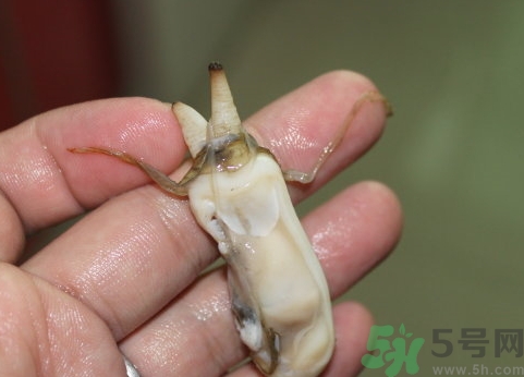 蟶子肚子里黑的能吃嗎？蟶子肚子里黑的是什么？