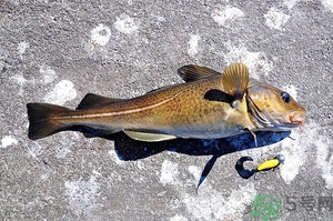 銀鱈魚(yú)和鱈魚(yú)哪個(gè)好?銀鱈魚(yú)和鱈魚(yú)的區(qū)別