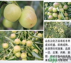 冬棗是青棗嗎？冬棗和青棗的區(qū)別