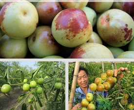 柿子和冬棗能一起吃嗎？冬棗和柿子能不能一起吃？