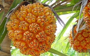 山菠蘿怎么吃？山菠蘿的功效與作用